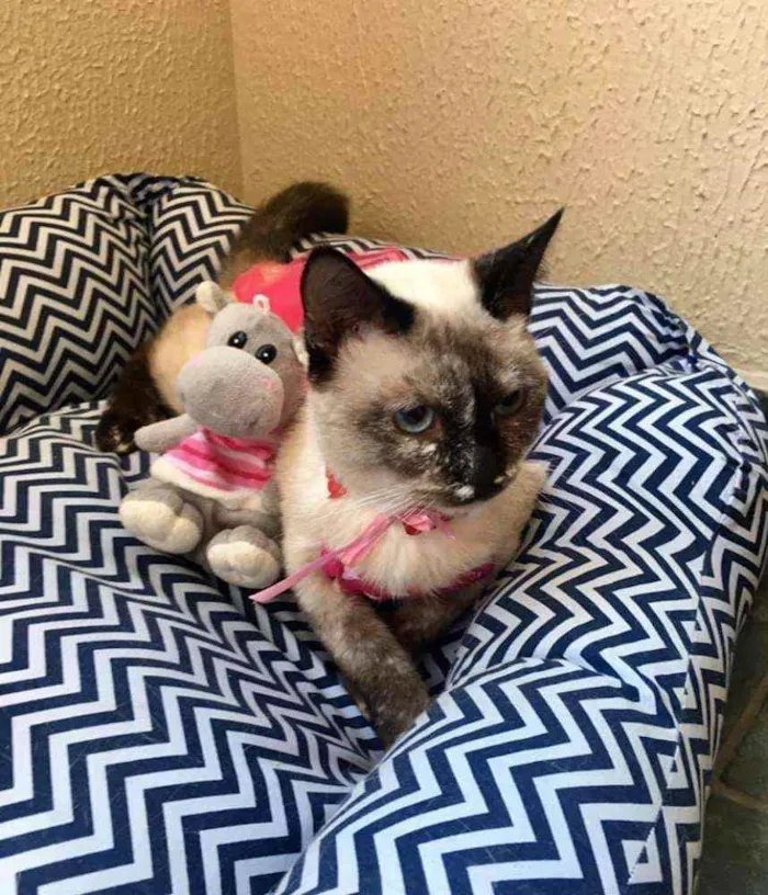 Gato raça SRD idade 2 a 6 meses nome Katarina