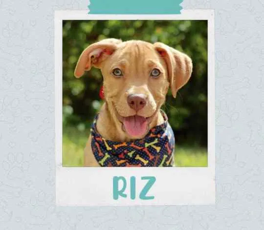 Cachorro ra a SRD  idade 2 a 6 meses nome Riz 