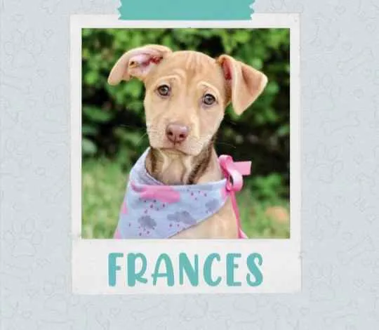 Cachorro ra a SRD  idade 2 a 6 meses nome Frances 