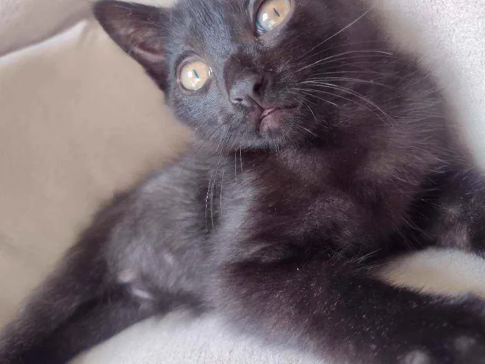 Gato ra a Sem raça definida  idade 2 a 6 meses nome Lippy e Pepper 