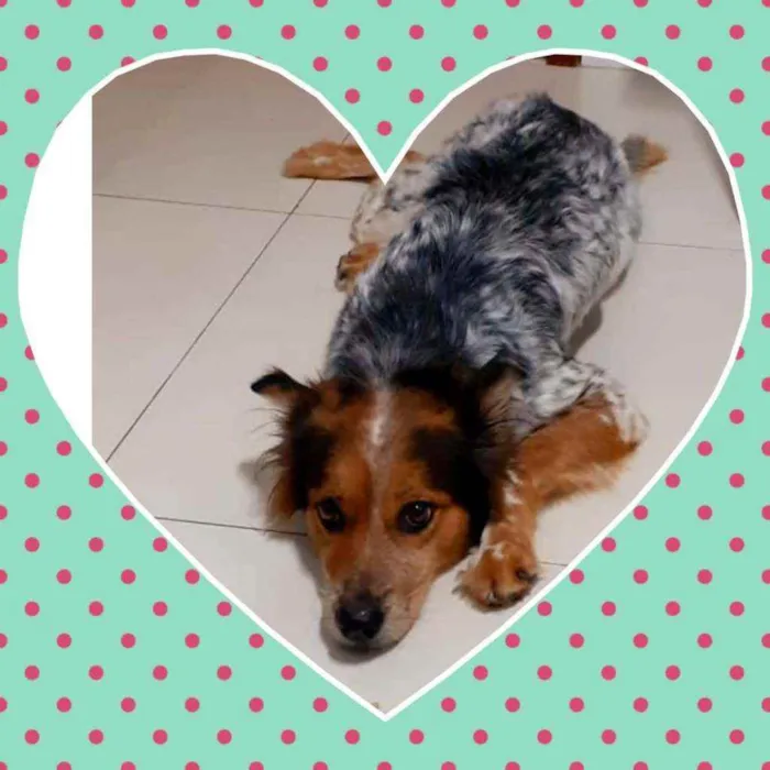 Cachorro ra a Srd idade 2 anos nome Mel