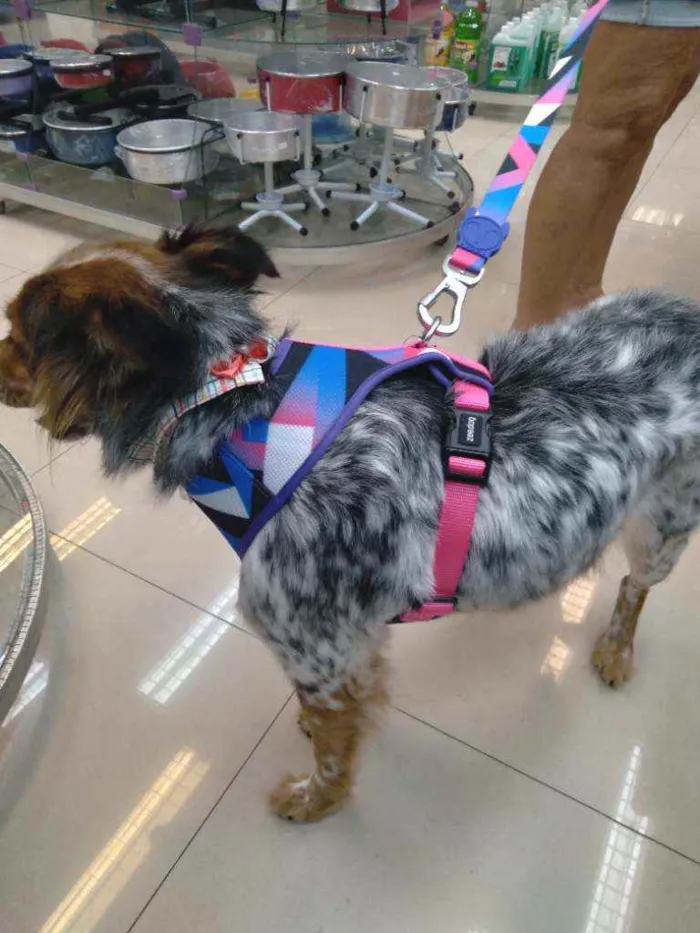 Cachorro ra a Srd idade 2 anos nome Mel