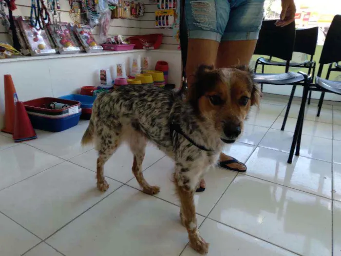 Cachorro ra a Srd idade 2 anos nome Mel