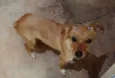 MEL