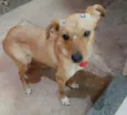 MEL