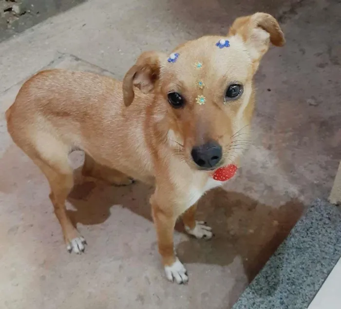 Cachorro raça SRD-ViraLata idade 7 a 11 meses nome MEL