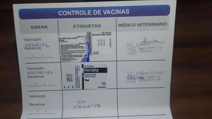 Cachorro raça SRD-ViraLata idade 7 a 11 meses nome MEL