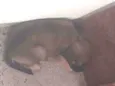 Topias