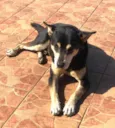 Cachorro raça Vira lata idade 5 anos nome Não sei o nome