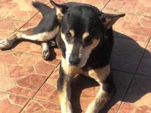 Cachorro raça Vira lata idade 5 anos nome Não sei o nome