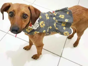 Cachorro raça SRD idade 1 ano nome Mel