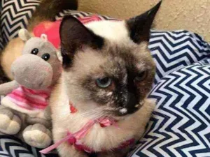 Gato raça SRD idade 2 a 6 meses nome Katarina