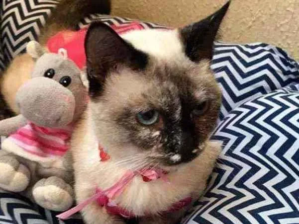 Gato raça SRD idade 2 a 6 meses nome Katarina