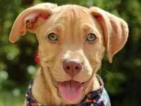 Cachorro raça SRD  idade 2 a 6 meses nome Riz 