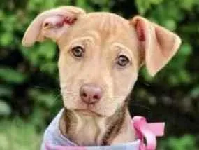 Cachorro raça SRD  idade 2 a 6 meses nome Frances 