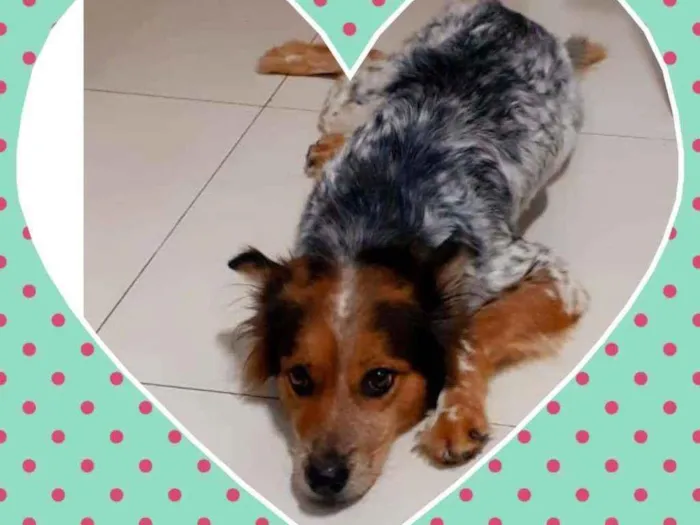 Cachorro ra a Srd idade 2 anos nome Mel