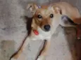 MEL