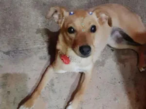Cachorro raça SRD-ViraLata idade 7 a 11 meses nome MEL