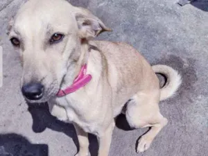 Cachorro raça Srd idade 2 a 6 meses nome Penélope 