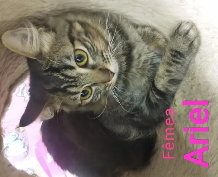 Gato raça SRD idade  nome ARIEL TIGRADA