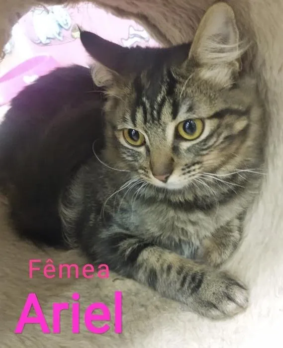 Gato raça SRD idade  nome ARIEL TIGRADA
