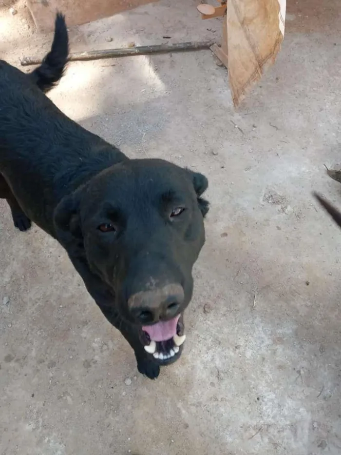 Cachorro ra a Mestiço de Labrador idade 2 anos nome Bolinha