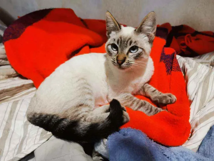 Gato raça S/D  idade 2 a 6 meses nome Mathias