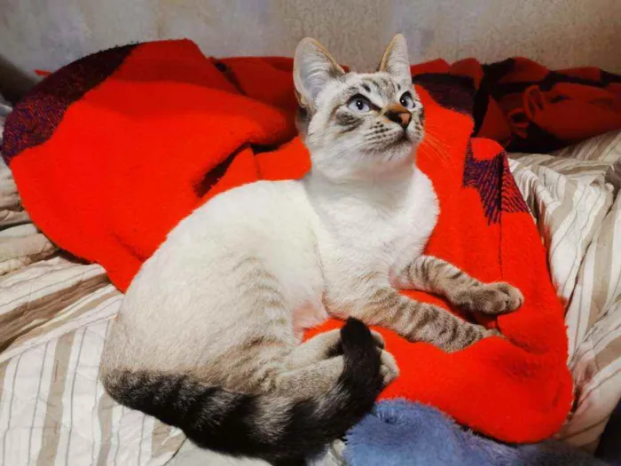 Gato raça S/D  idade 2 a 6 meses nome Mathias