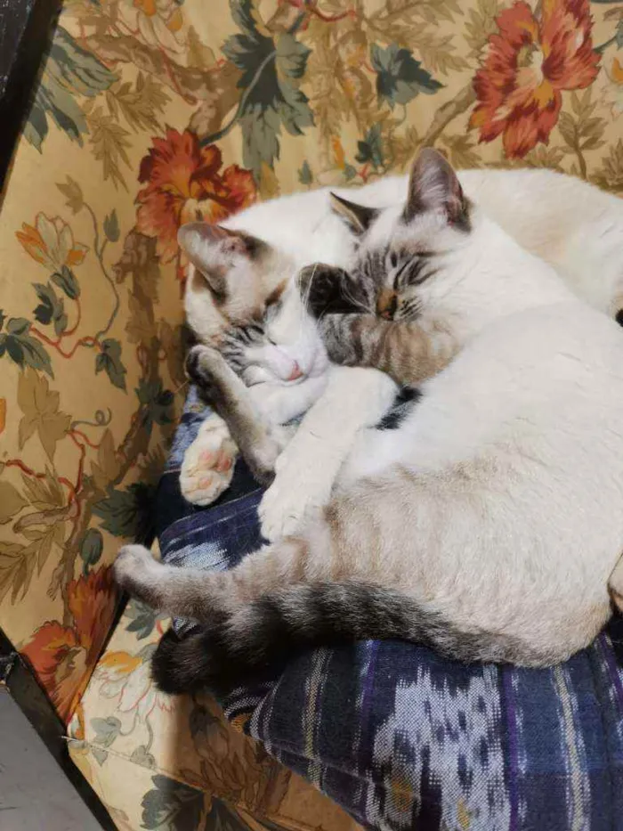 Gato raça S/D  idade 2 a 6 meses nome Mathias