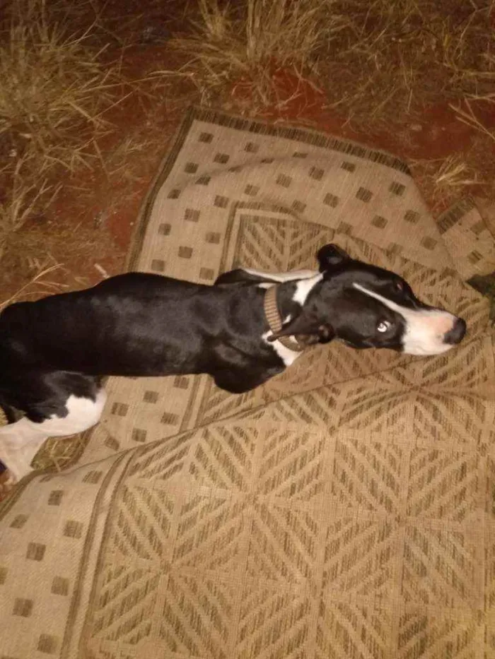 Cachorro ra a Viralata idade 2 anos nome Morgana