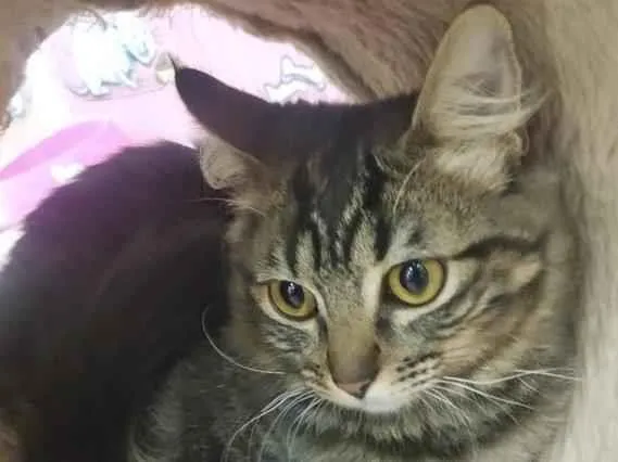 Gato raça SRD idade  nome ARIEL TIGRADA