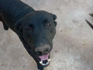 Cachorro raça Mestiço de Labrador idade 2 anos nome Bolinha