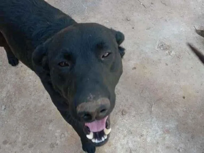 Cachorro ra a Mestiço de Labrador idade 2 anos nome Bolinha