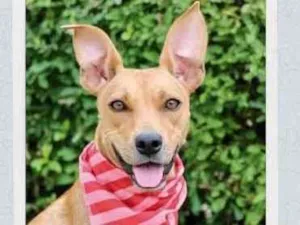 Cachorro raça SRD  idade 2 anos nome Olivia 