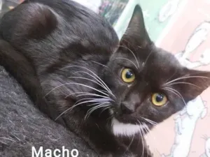 Gato raça SRD idade 2 a 6 meses nome FRAJOLA DA MOOCA