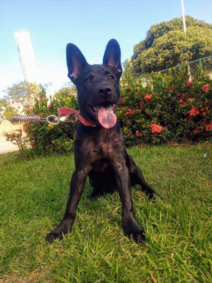 Cachorro ra a Labrador com chow chow idade 2 a 6 meses nome Pérola