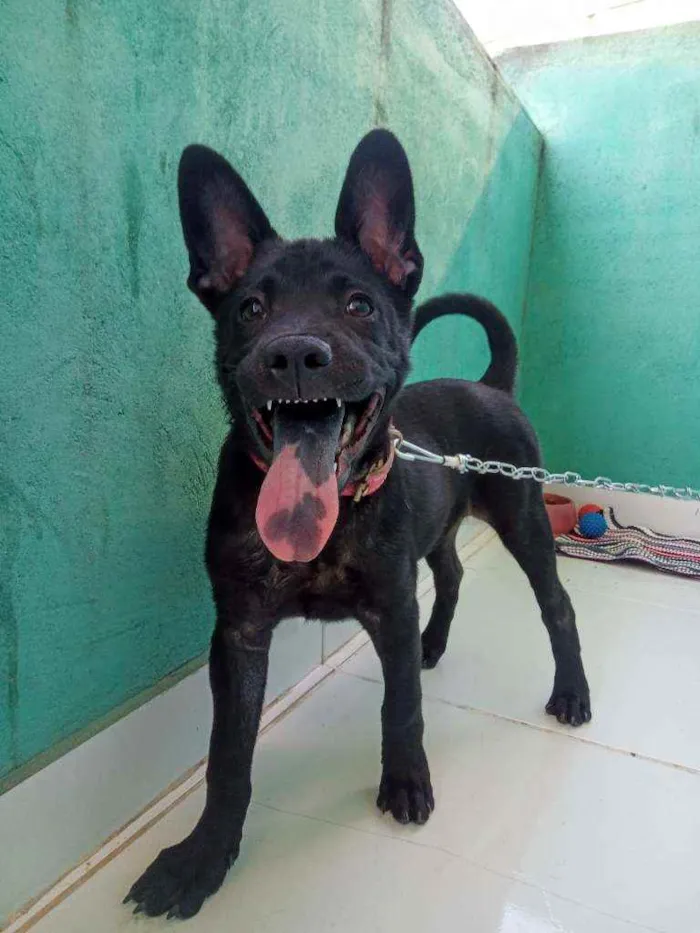 Cachorro ra a Labrador com chow chow idade 2 a 6 meses nome Pérola