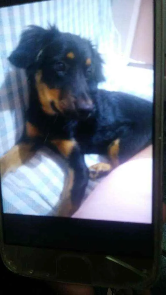 Cachorro ra a Vila-lata com podo  idade 2 a 6 meses nome Scot