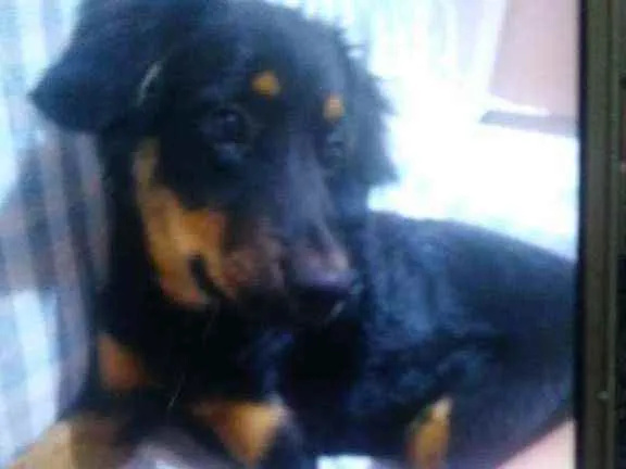 Cachorro ra a Vila-lata com podo  idade 2 a 6 meses nome Scot