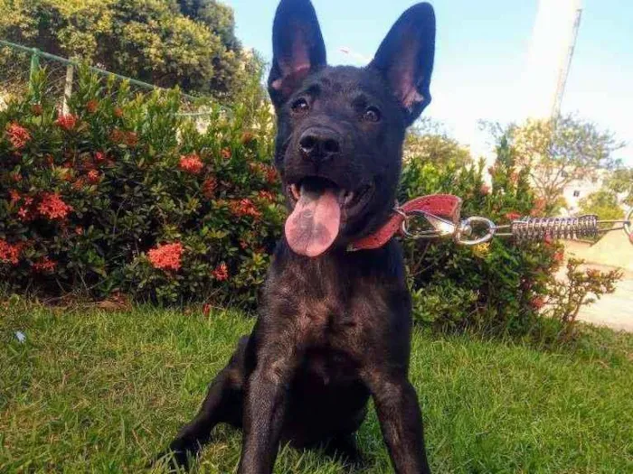 Cachorro ra a Labrador com chow chow idade 2 a 6 meses nome Pérola