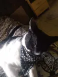 Temos muitos gatos
