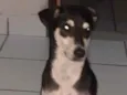 Sofia