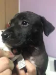 Cachorro raça Sem Raça Definida idade Abaixo de 2 meses nome Sem nome