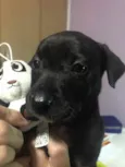 Cachorro raça Sem Raça Definida idade Abaixo de 2 meses nome Sem nome