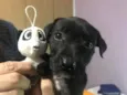 Cachorro raça Sem Raça Definida idade Abaixo de 2 meses nome Sem nome