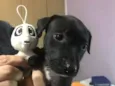 Cachorro raça Sem Raça Definida idade Abaixo de 2 meses nome Sem nome