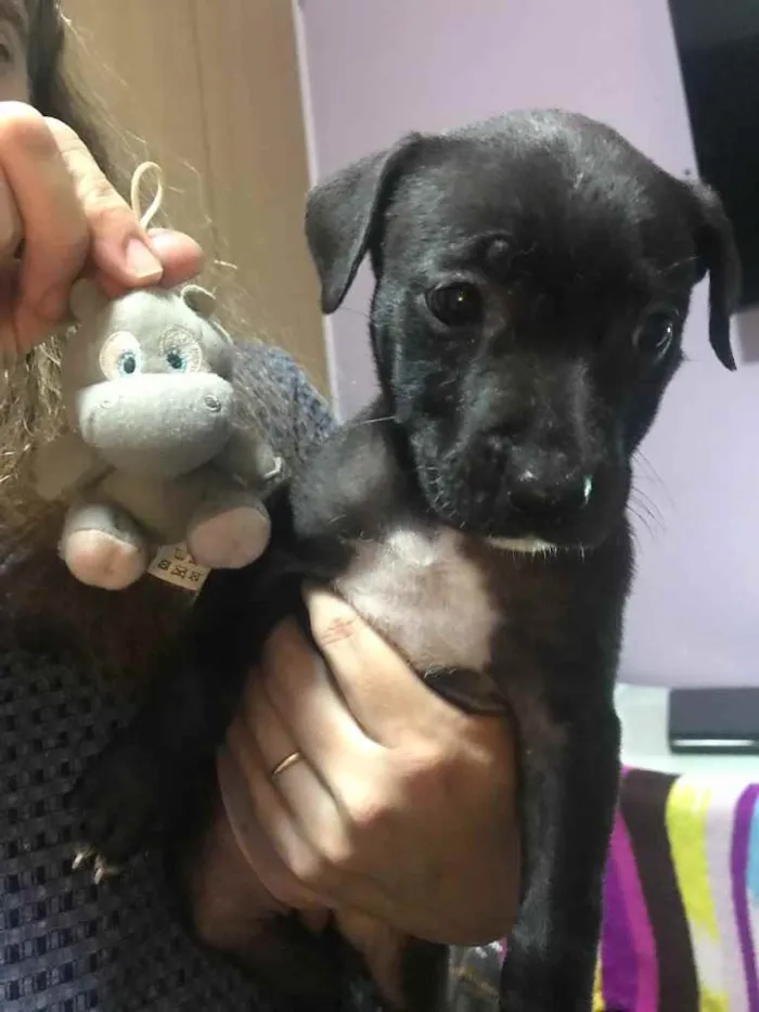 Cachorro raça Sem Raça Definida idade Abaixo de 2 meses nome Sem nome