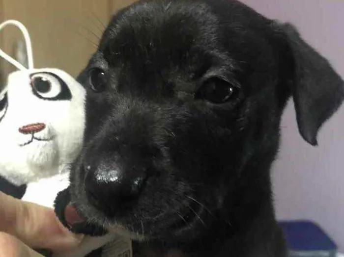 Cachorro raça Sem Raça Definida idade Abaixo de 2 meses nome Sem nome