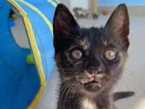 Gato raça Srd idade 2 a 6 meses nome Astrid