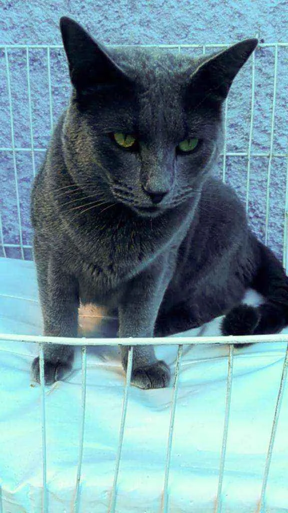 Gato ra a Srd idade 1 ano nome Grafite
